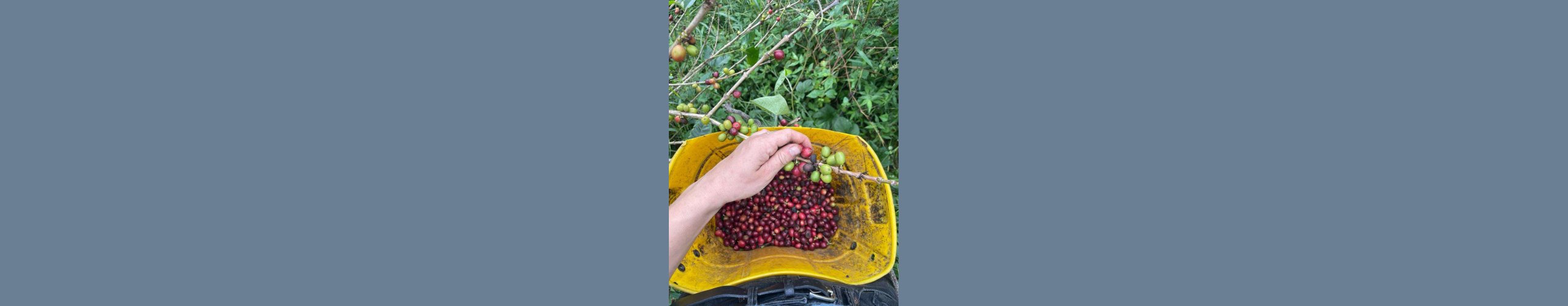 Historien om Puro Kaffe: En Rejse mod B&aelig;redygtighed
